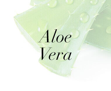 aloe vera
