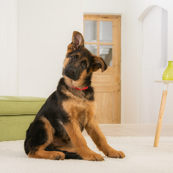 FUTTERMITTEL UNVERTRÄGLICHKEITEN BEI HUNDEN