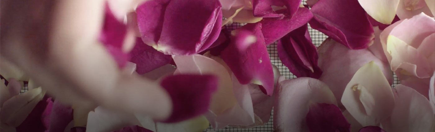 Jurlique Precious Rose